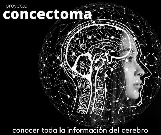 conectoma